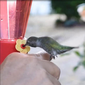 Garden Collection Hanging Hummingbird Feeders