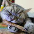 (🎉Big discounts for summer pre-sale 🎉)20pcs Natural Silver Vine Pet Cat Molar Toothpaste Stick