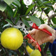 (🎉New Year Big Sale )-Fruit Tree Pruning Shears