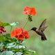 Garden Collection Hanging Hummingbird Feeders